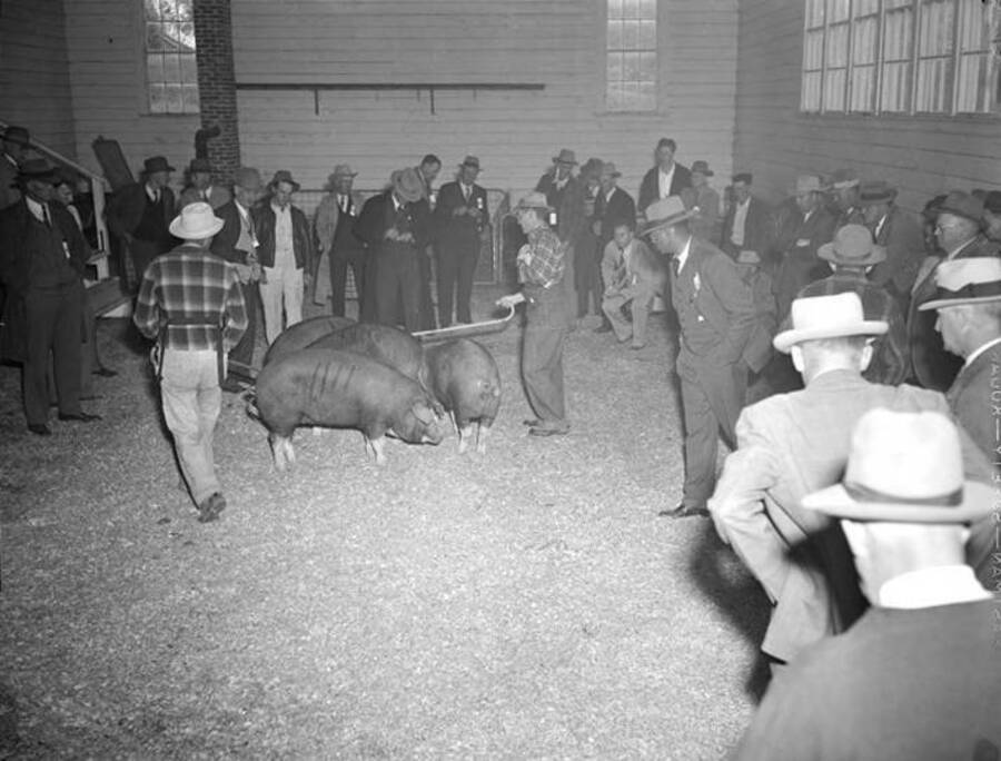1943 photograph of Swine. Hogs in a barn being judged. [PG1_204d-15]