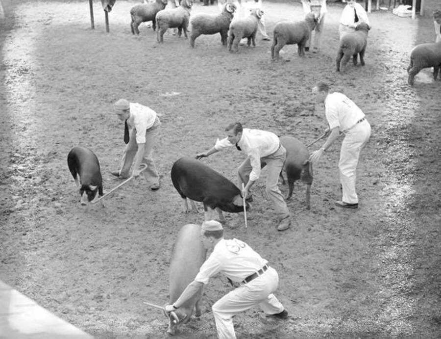 1943 photograph of Swine. Hogs in a barn being judged. [PG1_204d-16]