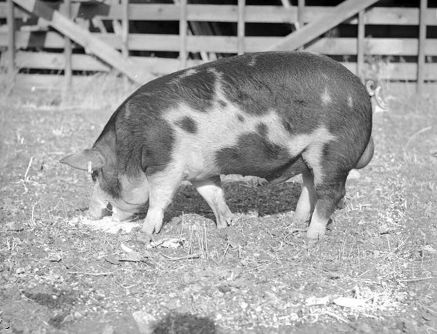 1944-10-19 photograph of Swine. A pig feeding in an enclosure. [PG1_204d-17]