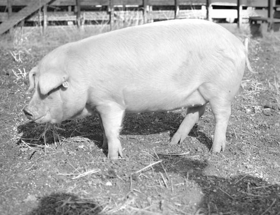 1944-10-19 photograph of Swine. A pig feeding in an enclosure. [PG1_204d-18]