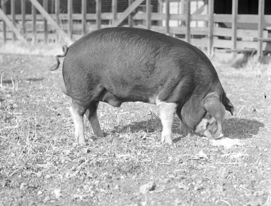 1944-10-19 photograph of Swine. A pig feeding in an enclosure. [PG1_204d-19]