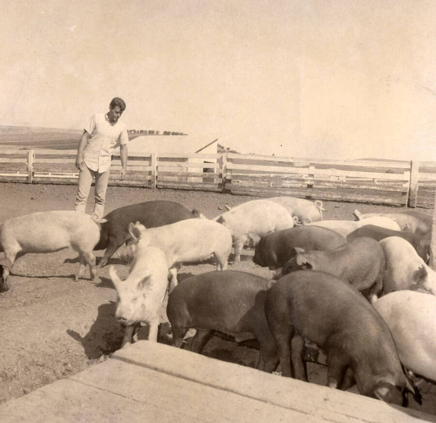 1961 photograph of Swine. A student and fourteen hogs in an enclosure. [PG1_204d-02]