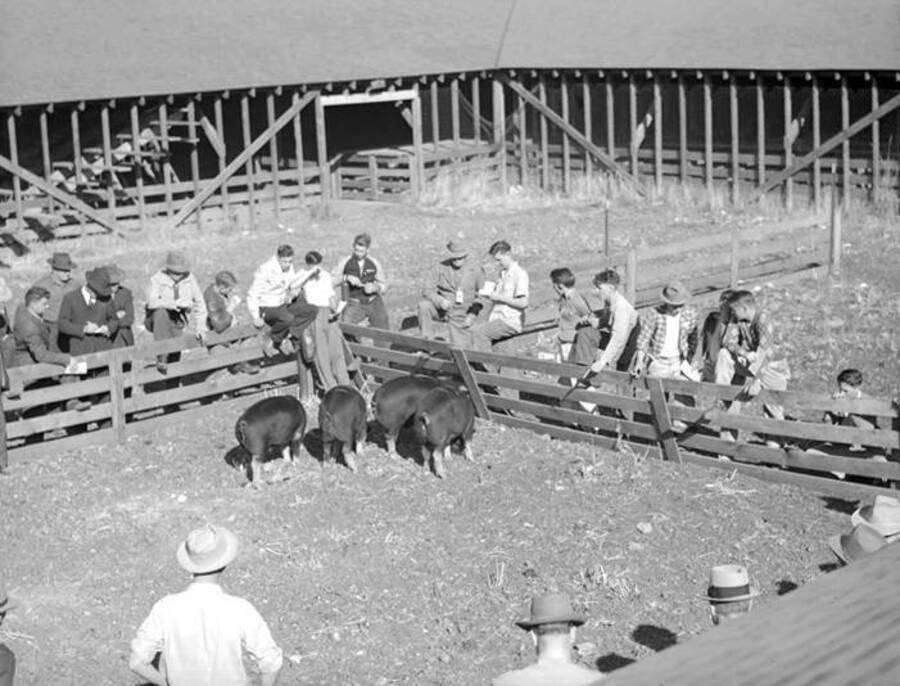 1944-10-19 photograph of Swine. Pigs in an enclosure being judged. [PG1_204d-20]
