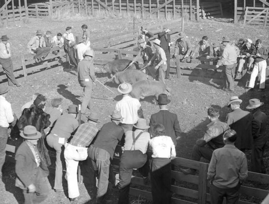 1944 photograph of Swine. Pigs in an enclosure being judged. [PG1_204d-21]