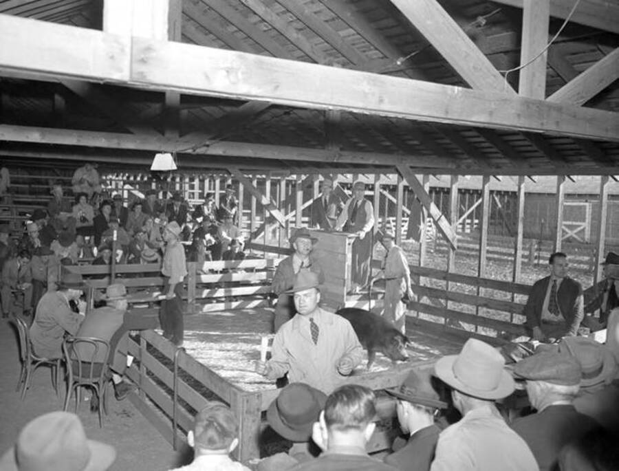 1944 photograph of Swine. Pigs in an enclosure being judged. [PG1_204d-22]