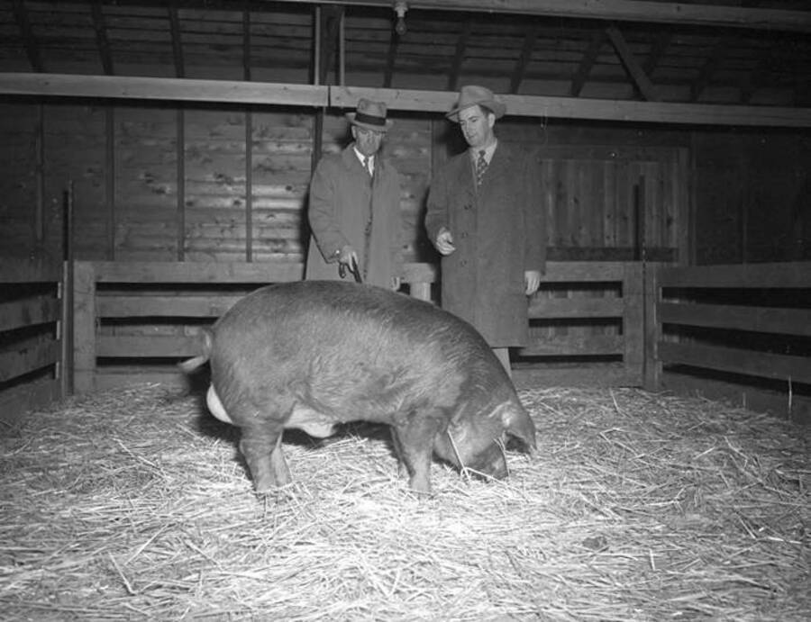 1944-10-19 photograph of Swine. Pigs in an enclosure being judged. [PG1_204d-23]