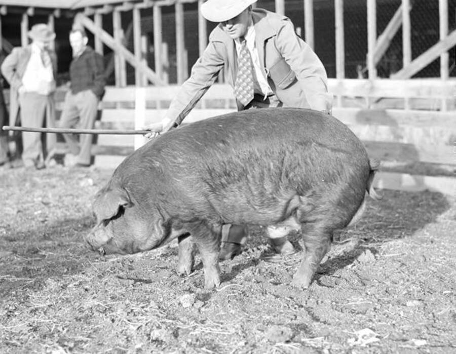 1944-10-19 photograph of Swine. Pigs in an enclosure being judged. [PG1_204d-24]