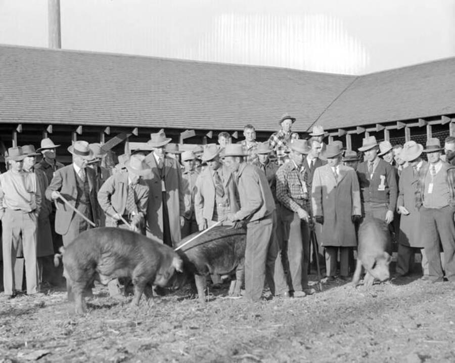 1944-10-19 photograph of Swine. Pigs in an enclosure being judged. [PG1_204d-26]