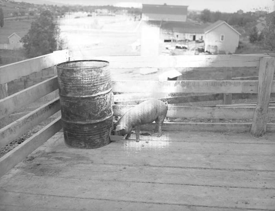 1945-06-14 photograph of Swine. A pig feeding in an enclosure. [PG1_204d-27]