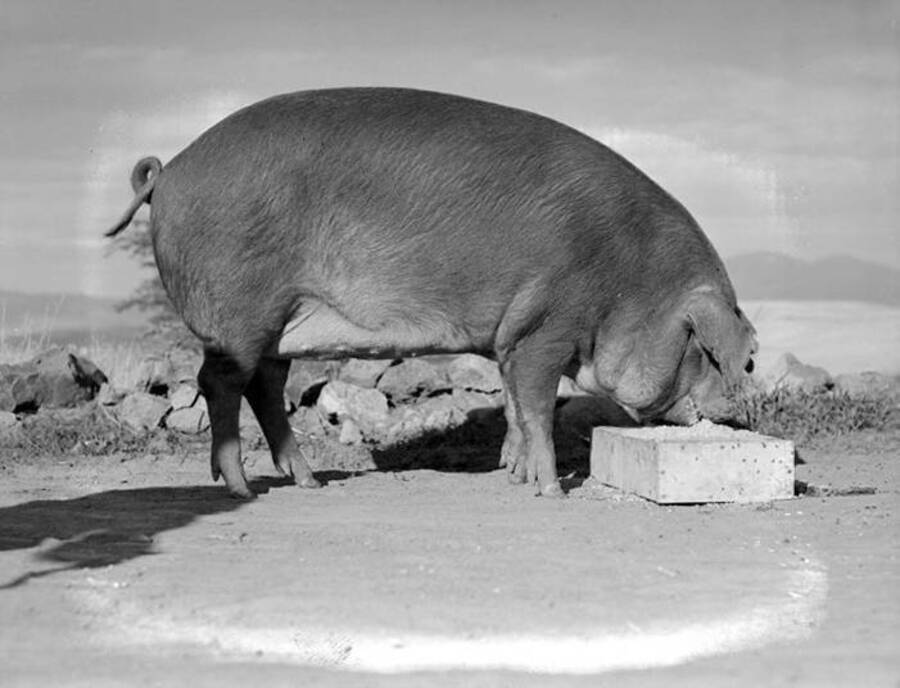 1939 photograph of Swine. A pig in a field eating. [PG1_204d-03]