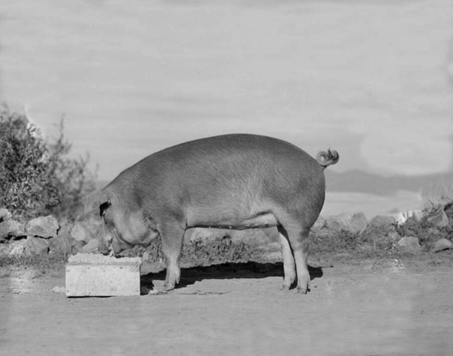 1939 photograph of Swine. A pig in a field eating. [PG1_204d-04]