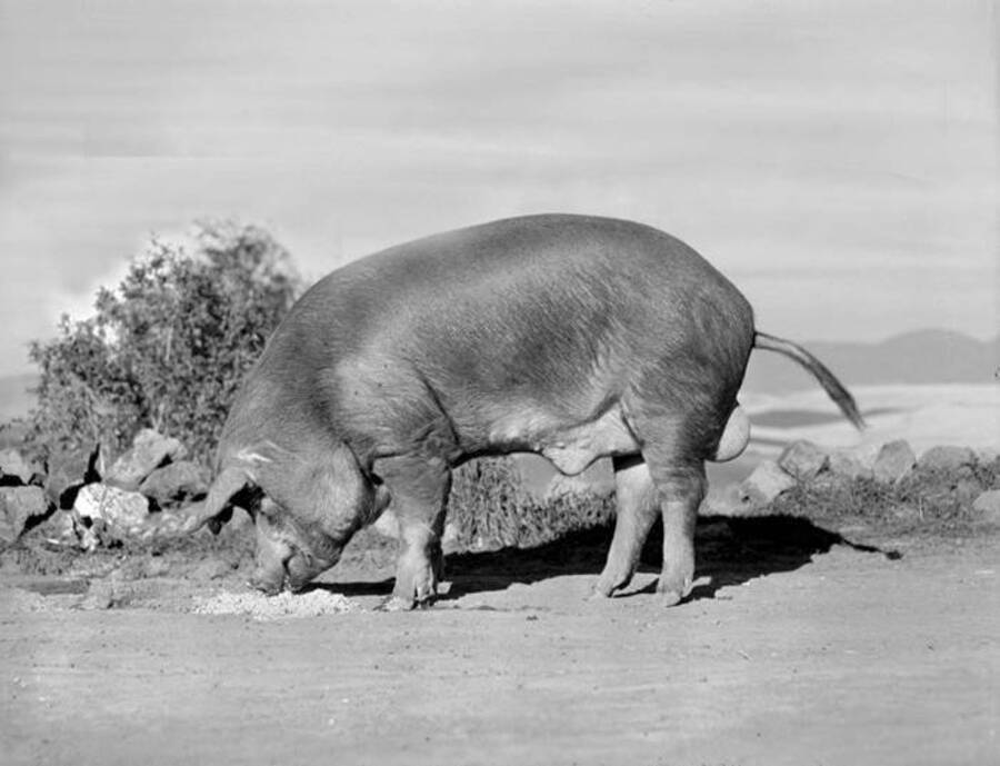 1939 photograph of Swine. A pig in a field eating. [PG1_204d-05]