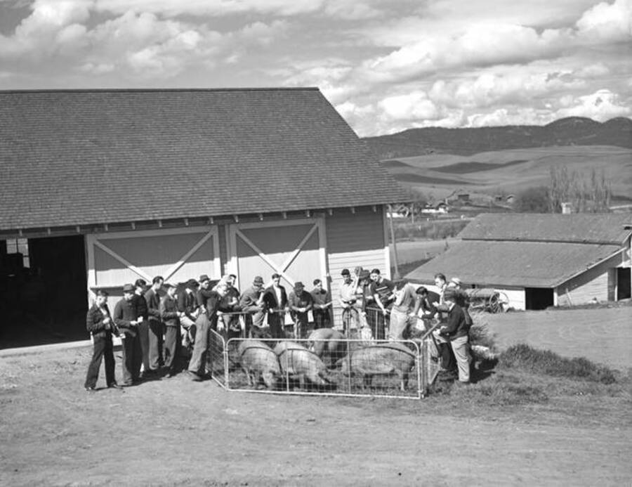 1940 photograph of Swine. Hogs being judeged in front of a barn. [PG1_204d-08]