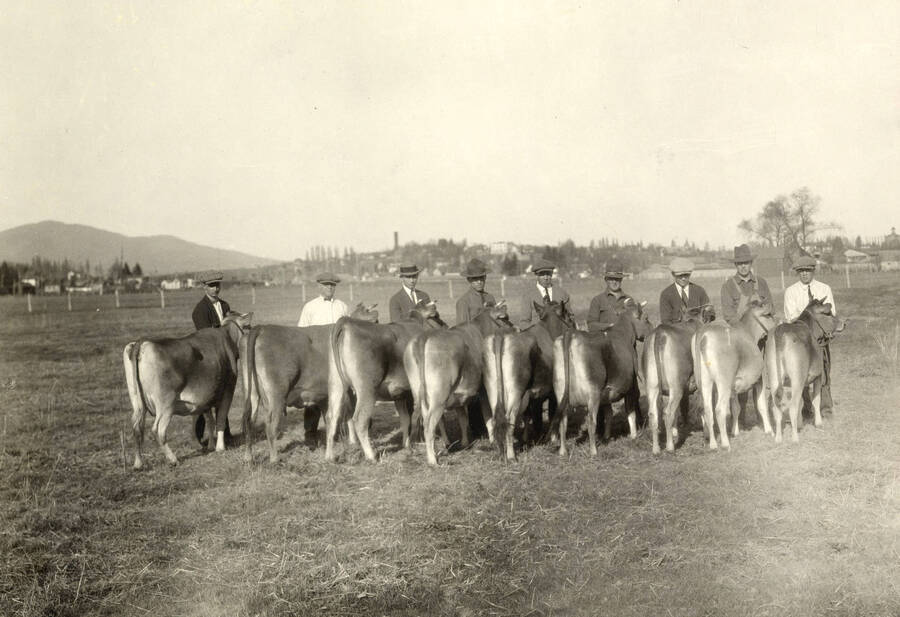 Showing Jersey cows, Little International. University of Idaho. [205-10]