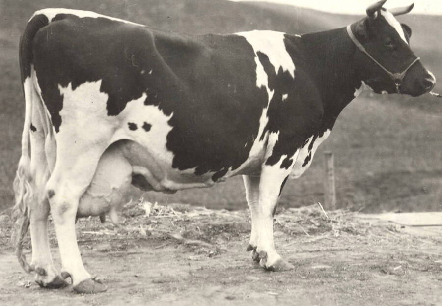 Violet Posch Ormsby, Holstein champion. University of Idaho. [205-12]