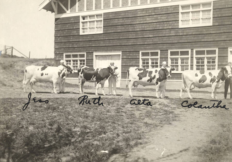 1923 photograph of Dairy Farm and Creamery. Four Holstein cows and their handlers pose in from of building. Hand written notes on the photograph name the cows Jass, Ruth, Aeta, and Colantha. [PG1_205-14]