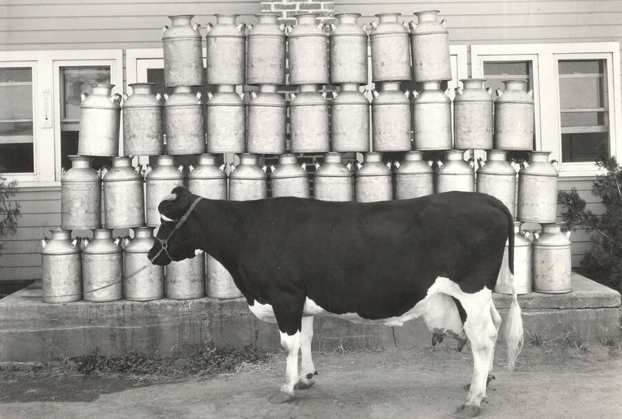 1934 photograph of Dairy Farm and Creamery. Holstein record milk producing cow against a backdrop of milk cans. From a Nitrate negative. [PG1_205-15]
