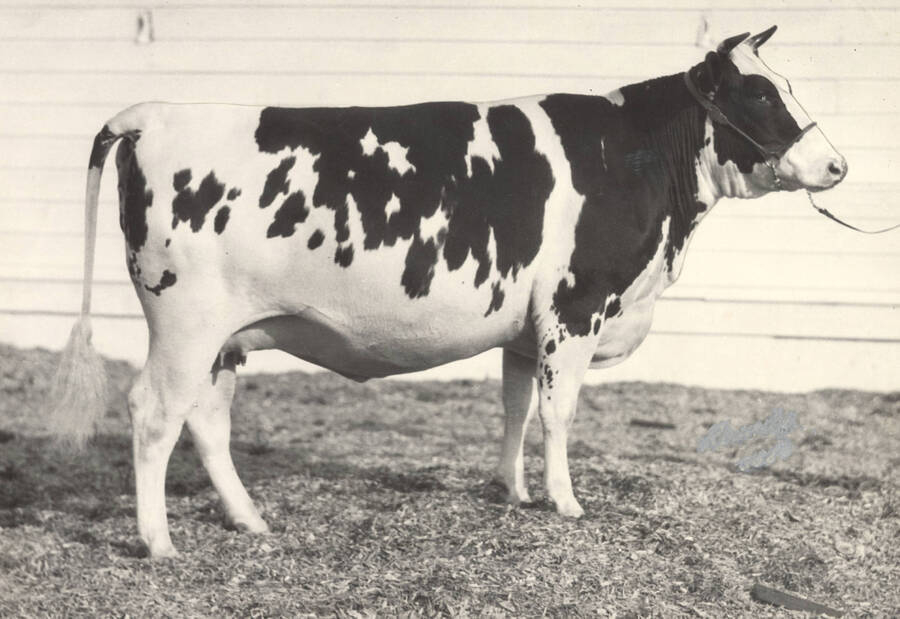 1926 photograph of Dairy Farm and Creamery. Reserve Holstein champion Colantha. [PG1_205-16]