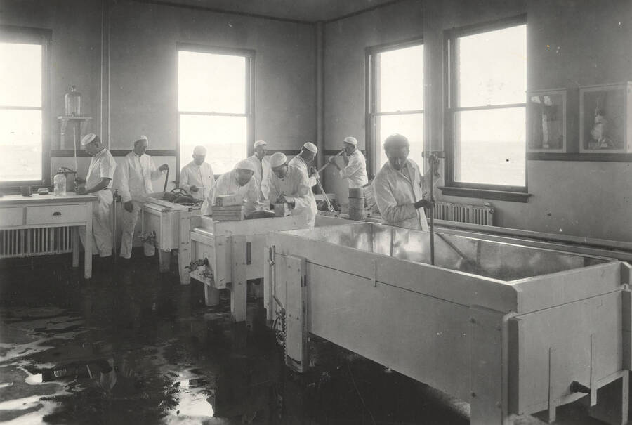 1925 photograph of Dairy Farm and Creamery. Students make cheese in a clasroom. [PG1_205-20]