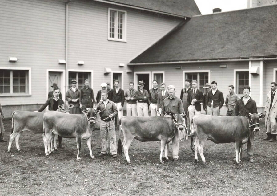 1936 photograph of Dairy Farm and Creamery. Four cows are shown to a class of students. [PG1_205-03]