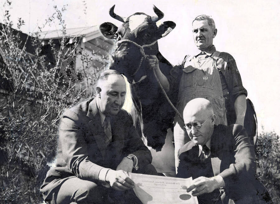 1938 photograph of Dairy Farm and Creamery. Dean Theophilus and Professor D.L. Fourt examine a document in front of herdsman Charles E. Gabby holding All-American Holstein Idaho Perfection Delight. Donor: Publications Dept. [PG1_205-33]