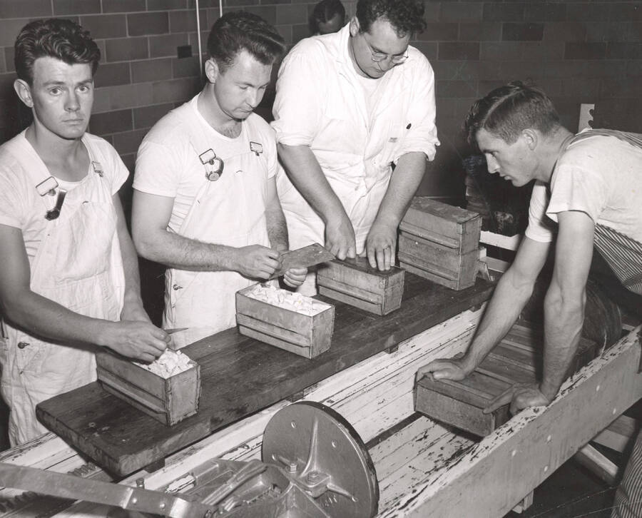 1953 photograph of Dairy Farm and Creamery. Four students making bricks of curds to make cheese. Donor: Publications Dept. [PG1_205-34a]