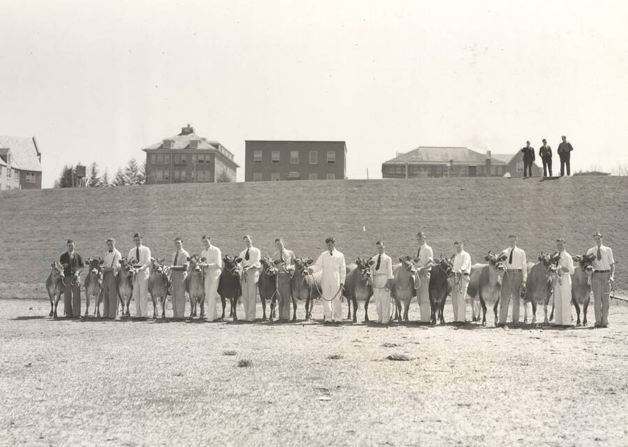 1937 photograph of Dairy Farm and Creamery. A line of students and Jersey cattle facing forward ready for show. Campus buildings in the background. [PG1_205-38]