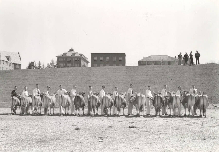 1937 photograph of Dairy Farm and Creamery. A line of students and Jersey cattle facing backward ready for show. Campus buildings in the background. [PG1_205-39]