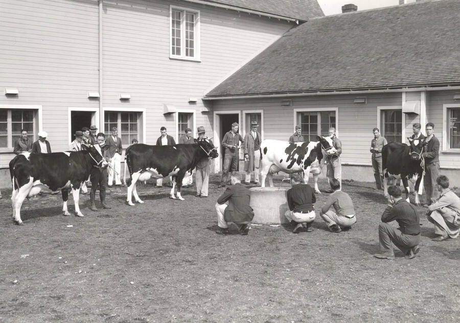 1936 photograph of Dairy Farm and Creamery. Holstein cows are displayed for judging in a dirt enclosure outside a dairy building. [PG1_205-04]