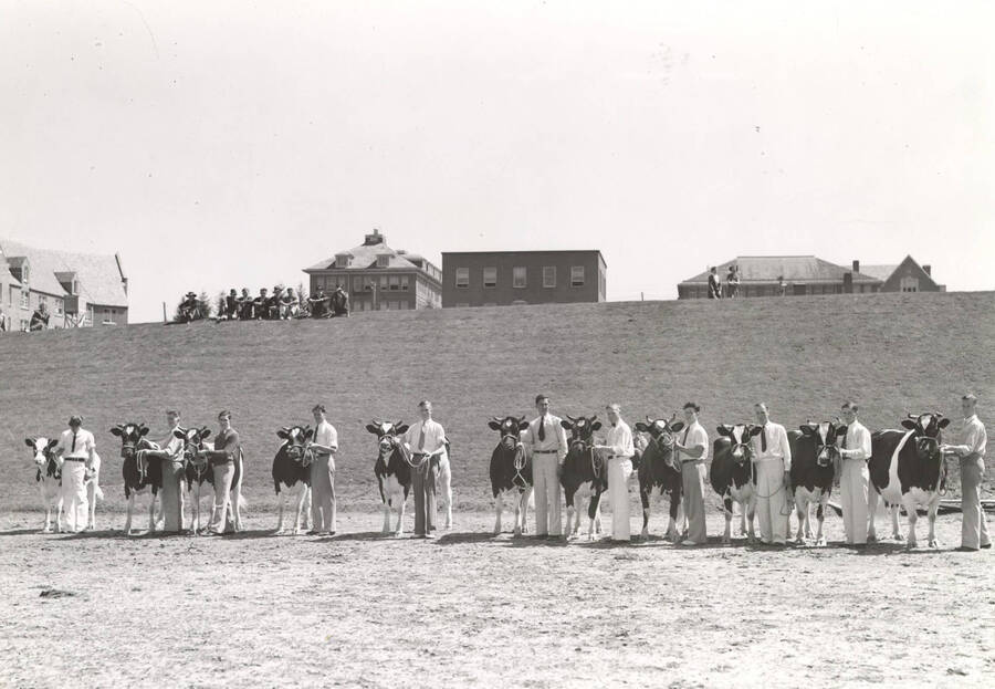 1937 photograph of Dairy Farm and Creamery. A line of students and Holstein cattle facing forward ready for show. Campus buildings in the background. [PG1_205-40]