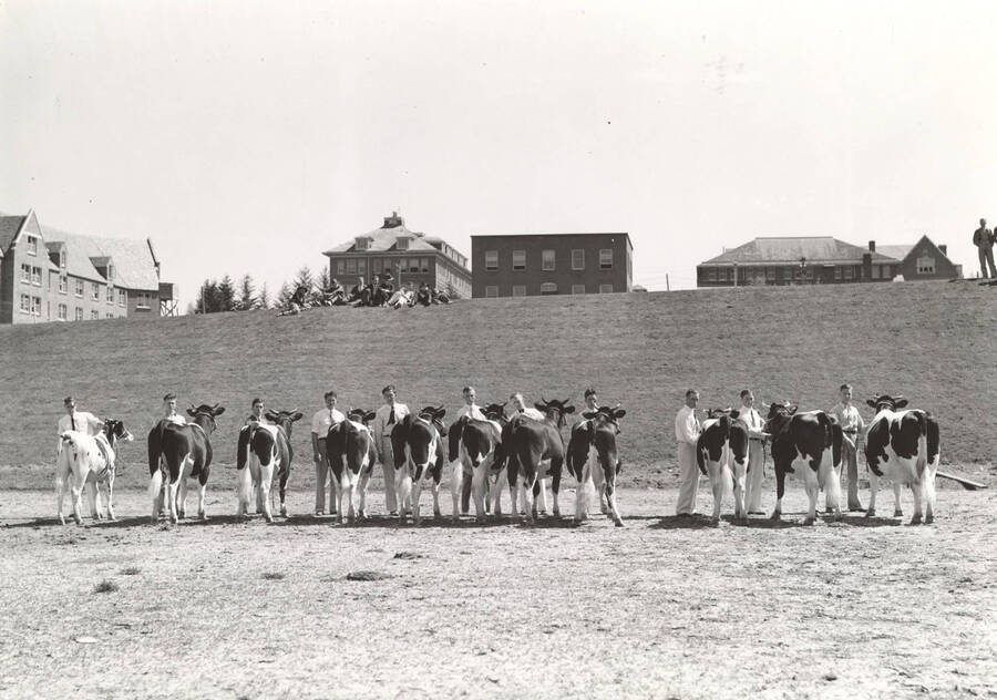 1937 photograph of Dairy Farm and Creamery. A line of students and Holstein cattle facing forward ready for show. Campus buildings in the background. [PG1_205-41]