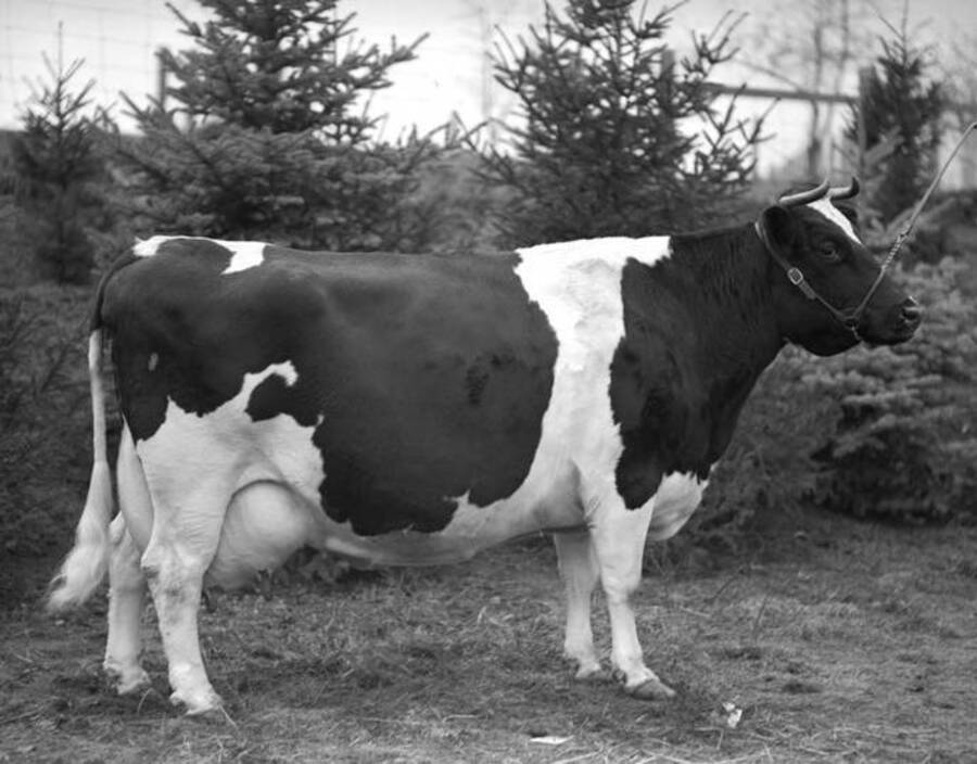 1930 photograph of Dairy Farm and Creamery. A holstein cow. [PG1_205-44]