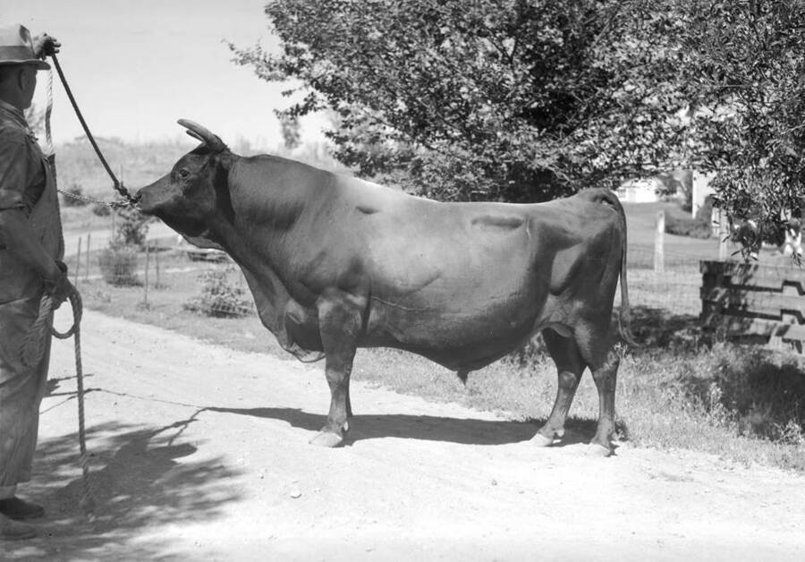 1932 photograph of Dairy Farm and Creamery. A Jersey bull being led by a farm hand. [PG1_205-45]