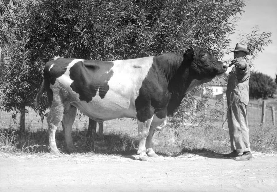 1930 photograph of Dairy Farm and Creamery. A Jersey bull being led by a farm hand. [PG1_205-46]