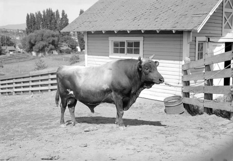 1930 photograph of Dairy Farm and Creamery. A dairy bull standing in a enclosure [PG1_205-47]