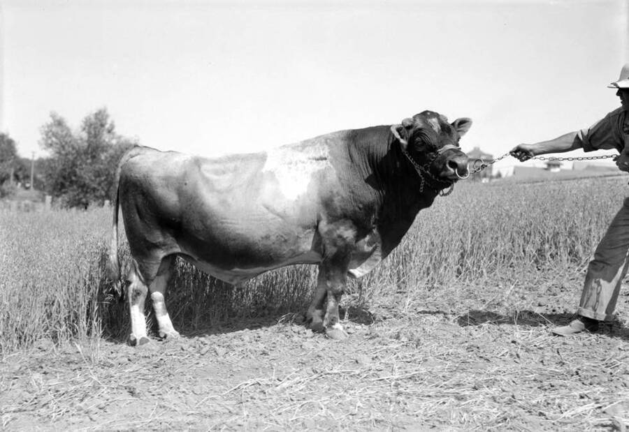 1930 photograph of Dairy Farm and Creamery. A dairy bull being led by a farm hand..[PG1_205-48]