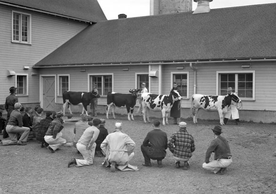1930 photograph of Dairy Farm and Creamery. Cattle lined up in front of a building. [PG1_205-49]