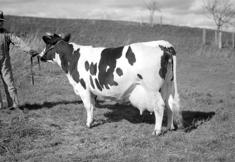 1930 photograph of Dairy Farm and Creamery. A holstein cow being led in a field. [PG1_205-51]