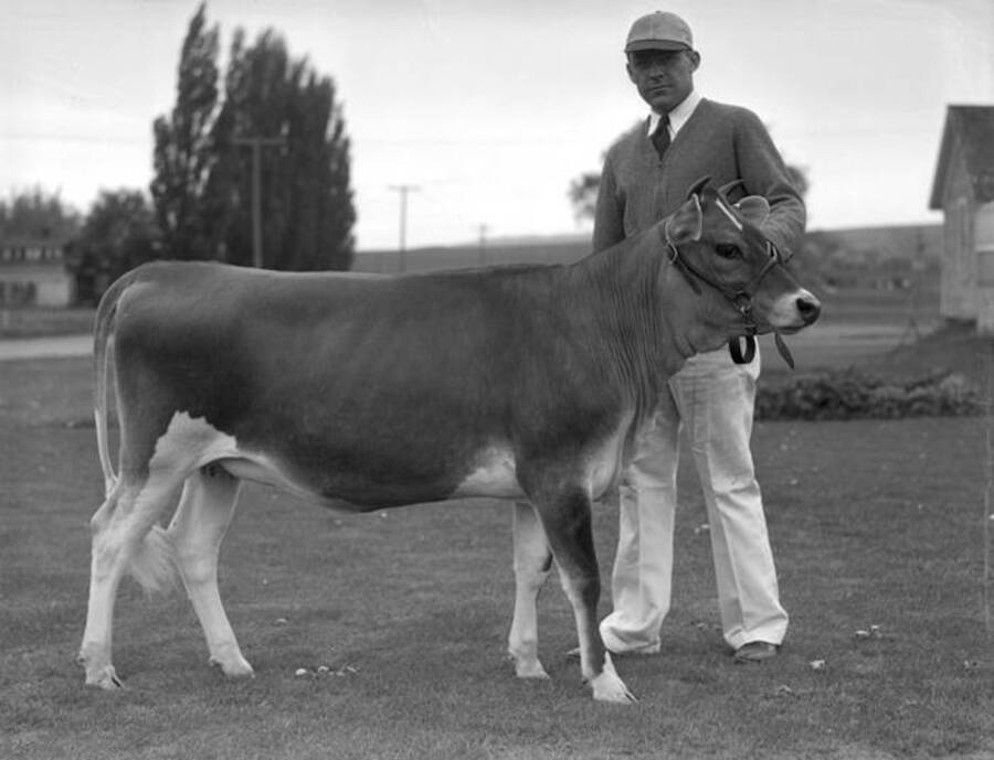 1930 photograph of Dairy Farm and Creamery. A student holding the lead line of a Jersery cow. [PG1_205-52]