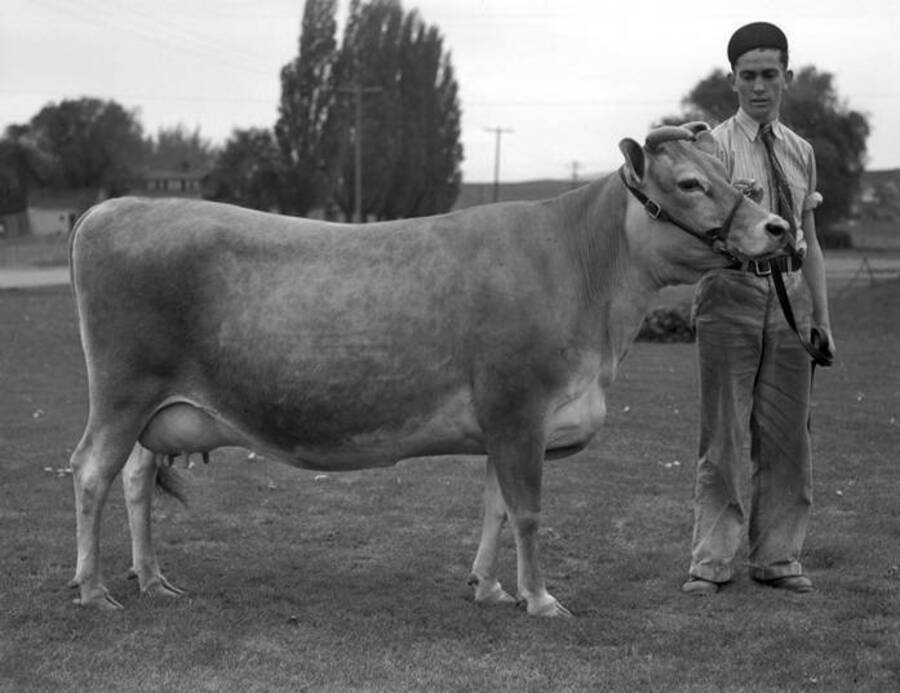 1930 photograph of Dairy Farm and Creamery. A student holding the lead line of a Jersery cow. [PG1_205-53]