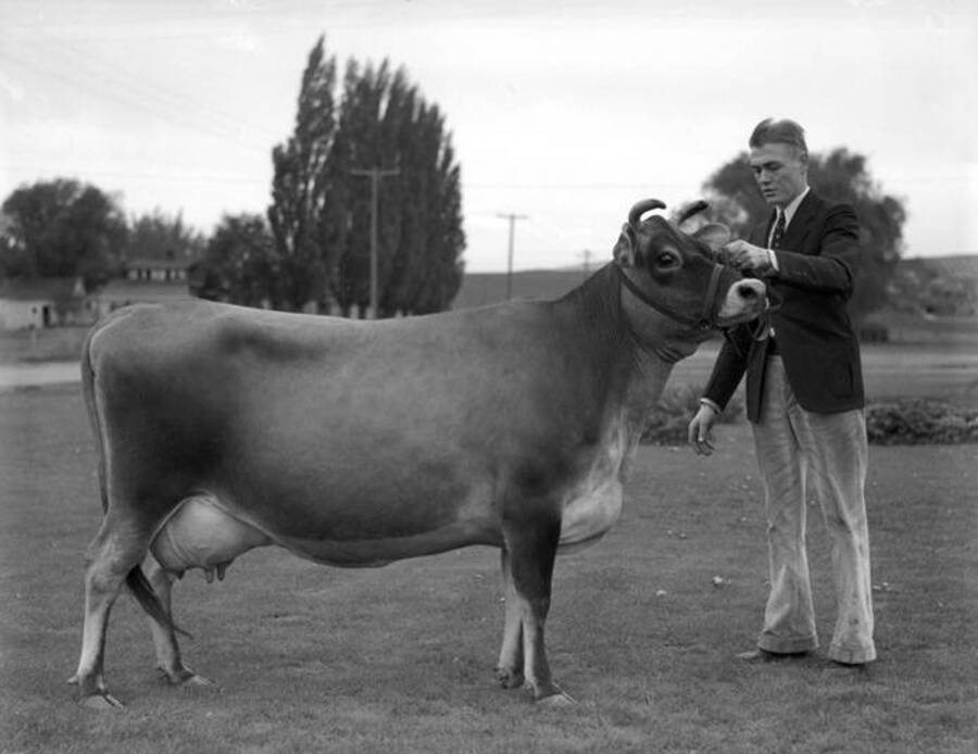 1930 photograph of Dairy Farm and Creamery. A student holding the lead line of a Jersery cow. [PG1_205-54]