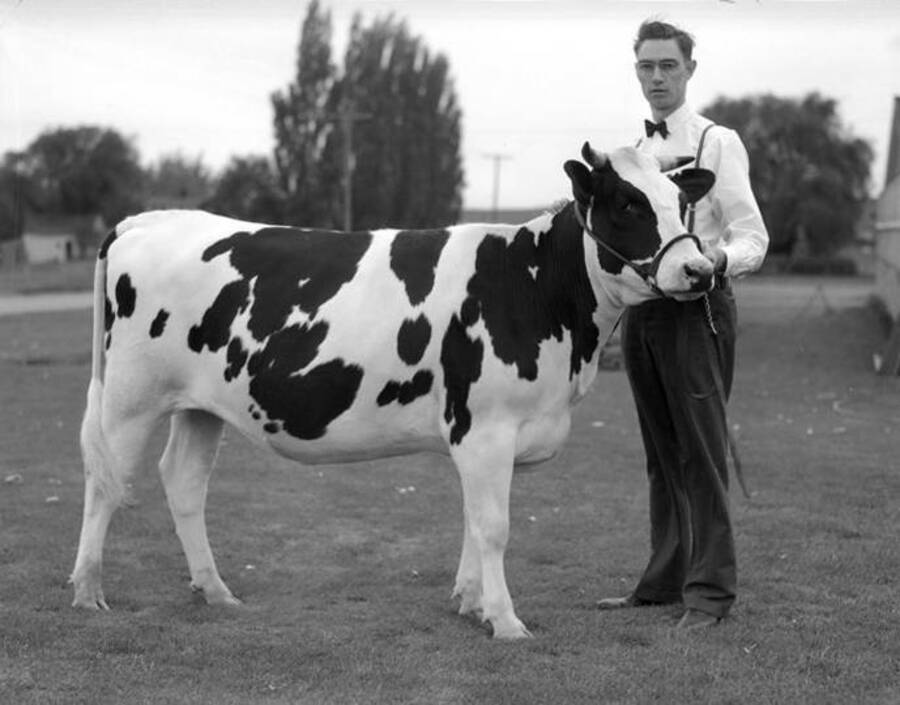 1930 photograph of Dairy Farm and Creamery. A student holding the lead line of a Holstein cow. [PG1_205-55]