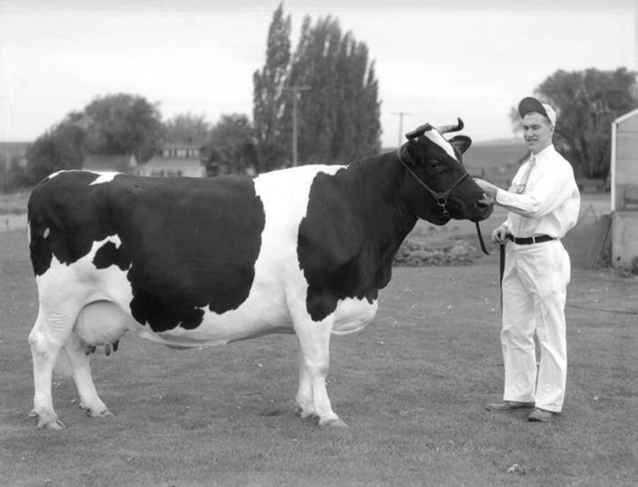 Holstein cow. University of Idaho. [205-56]