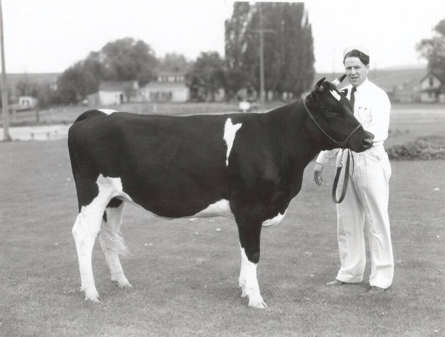 Holstein cow. University of Idaho. [205-57]
