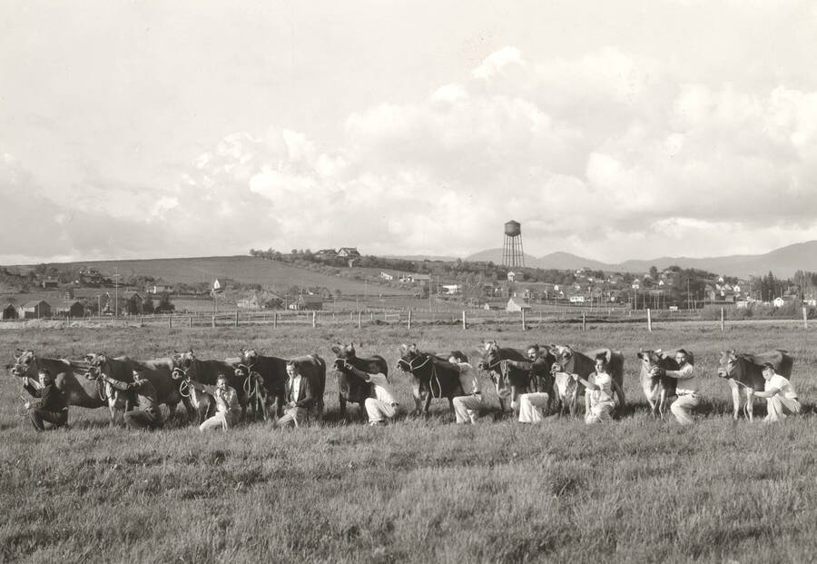 1937 photograph of Dairy Farm and Creamery. Students show Jesery cows in a grassy field. I Tower is visible in the background. [PG1_205-06]