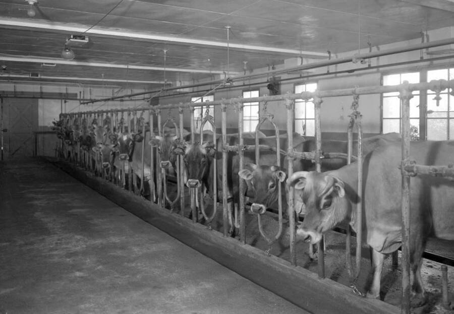 1936-05-22 photograph of Dairy Farm and Creamery. [PG1_205-61]
