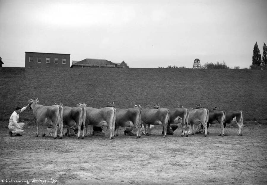 1939 photograph of Dairy Farm and Creamery. Students displaying Jesey cows. [PG1_205-63]