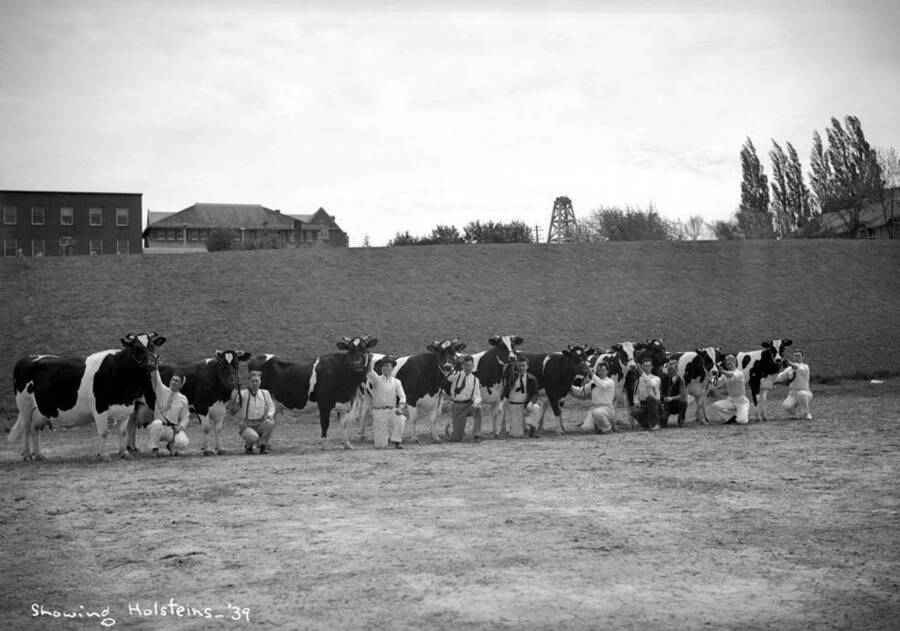 1939 photograph of Dairy Farm and Creamery. Students displaying Holstein cows. [PG1_205-64]