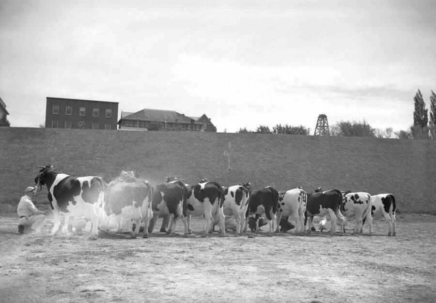 1939 photograph of Dairy Farm and Creamery. Students displaying Holstein cows. [PG1_205-65]