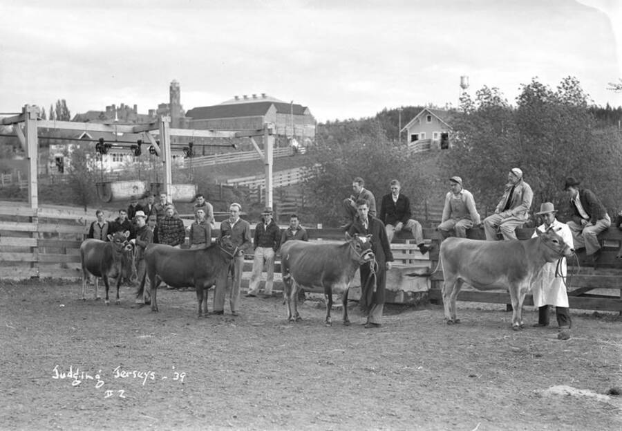 1939 photograph of Dairy Farm and Creamery. Jersey cows being judged in an enclosure. Campus buildings visible in the background. [PG1_205-66]